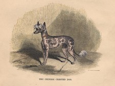 CHINESE CRESTED BEAUTIFUL DOG