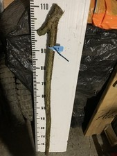 HAZEL SHANK WALKING STICK KNOB  Lot 9