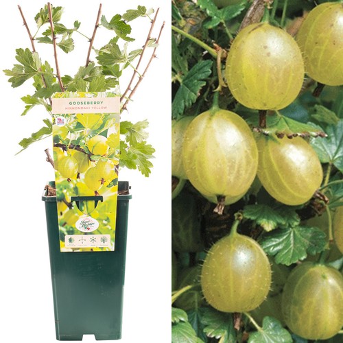 Gooseberry ribes hinnonmaki - gooseberry,