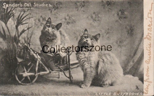 1903 cats little busy - busy, bodies