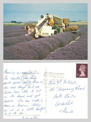 Postcard lavender harvesting - postcard,