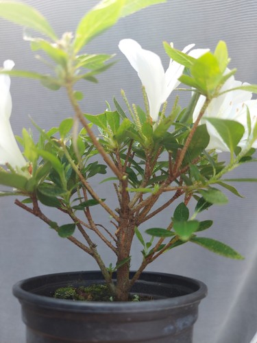 Beautiful flowering satsuki - beautiful,