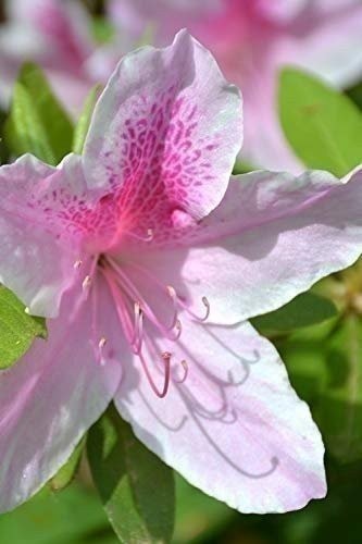 Azalea george tabor - 2, inch