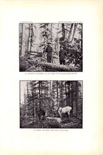 CHOPPERS, ENGELMANN SPRUCE