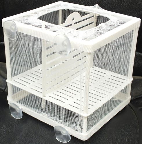 Aquarium fish tank guppy - fish,