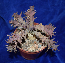 Uniqe Euphorbia groenewaldii