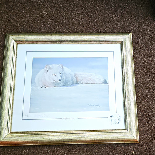 Stephen gayford arctic fox - gayford,
