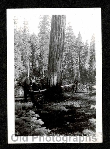 Young lumberjacks man - young,