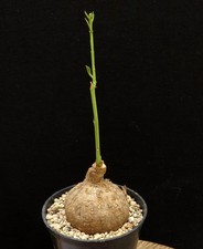 Adenia goetzei