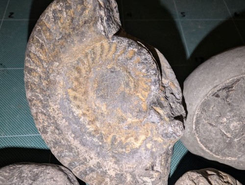 Mixed ammonite fossil lot - mixed,
