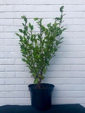 Large Griselinia 90cm 10L Pot