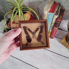 Taxidermy Papilio Phorcas