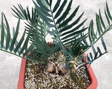 17.5cm Multi Heads Rare Cacti