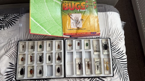 Real life bugs and insects - life,