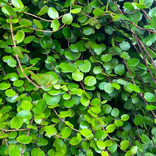 Muehlenbeckia complexa - muehlenbeckia,
