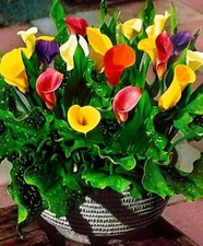 3 ZANTEDESCHIA MIXED CALLA