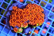 Bright Corals - Zoa Colony
