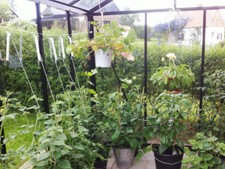 18 Greenhouse Plant supports Strings for Tomato / Cucumber