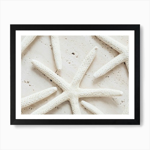 Dried starfish art - art, print