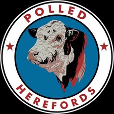 Polled Hereford Cows, Steers