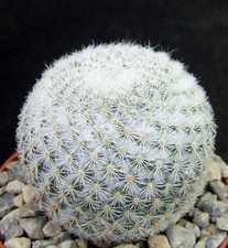 Mammillaria Supertexta choice white-spined 5cm collectors Mexican cactus