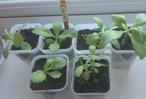 Kalanchoe pinnata 5cm solid - pinnata,