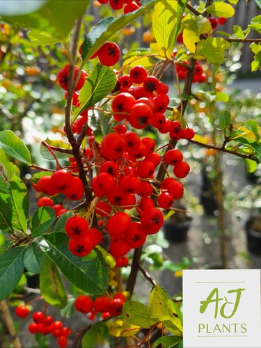 Pyracantha red star - pyracantha,