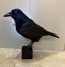 🎃 Taxidermy CROW Not raven