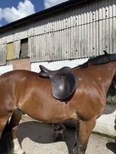 17.5" Wintec 500 GP Saddle in