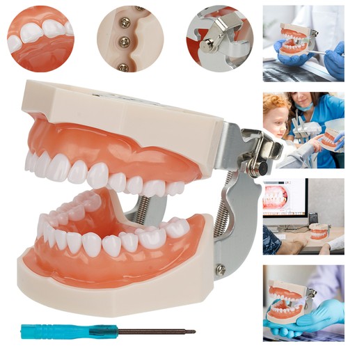Dental practice model with - dental,
