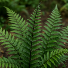 Large outdoor garden ready - garden,