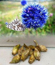 1-100 ALLIUM "CAERULEUM"