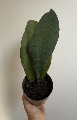 Sansevieria whale fin - sansevieria,