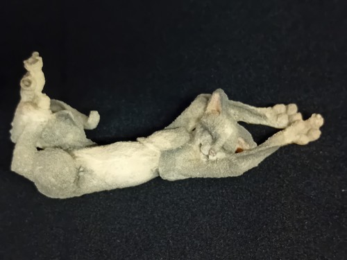 Breed apart grey cat - a,