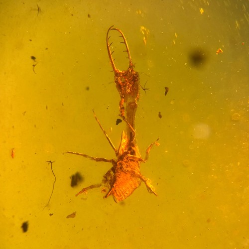 Larvae burmese burmite - burmese,