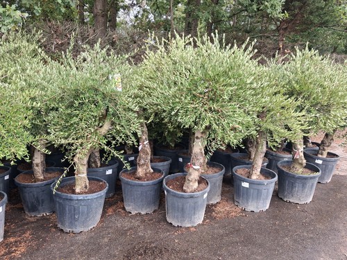 Olive tree standard - olive,