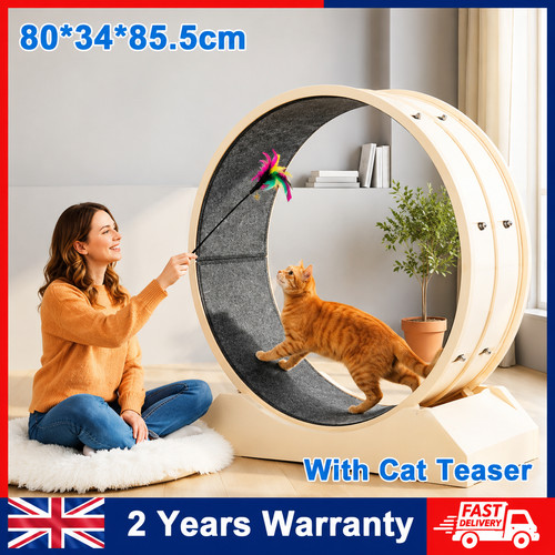 Cat exercise wheel indoor - cat,