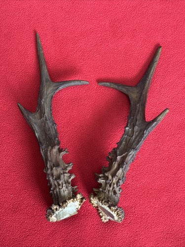 Pair roe deer antlers - antlers,