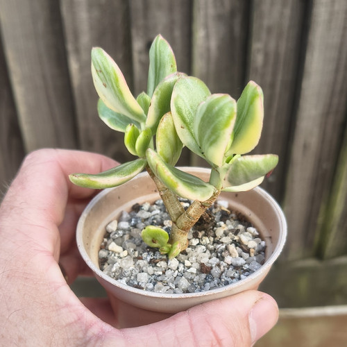 Variegated jade plant - variegated,