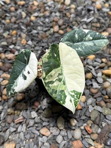 Rare alocasia maharani - rare,