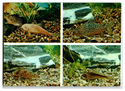 1984 corydoras catfish - 1984,