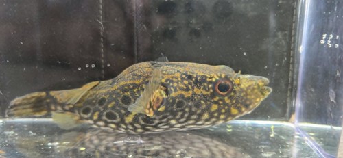 Pao palembangensis dragon - palembangensis,