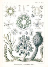 1904 Original Lithograph HEXACTINELLAE Sea Life SPONGE by Haeckel (EH35)