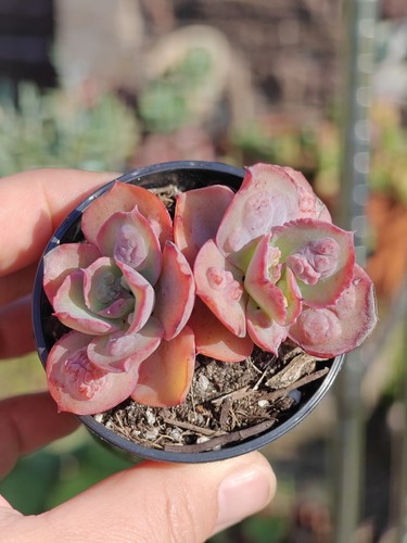Echeveria nicholas rare - echeveria,