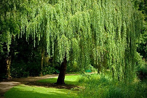 Weeping willow trees - weeping, salix