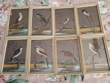 A collection of 8 Gouache Bird Prints early to mid 20th century South African.