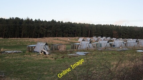 Photo 6x4 pheasant rearing - 6x4,