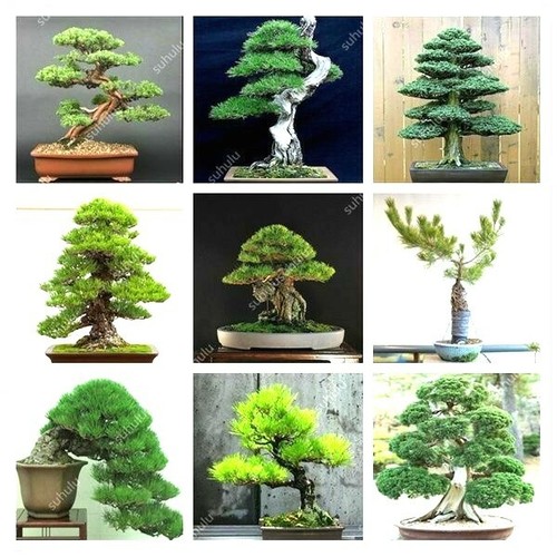 Bonsai tree seed assorted - tree,