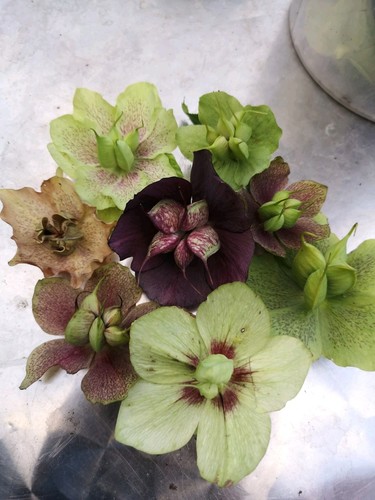 Hellebore seeds x35 fresh - hellebore,