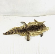 Antique Taxidermy